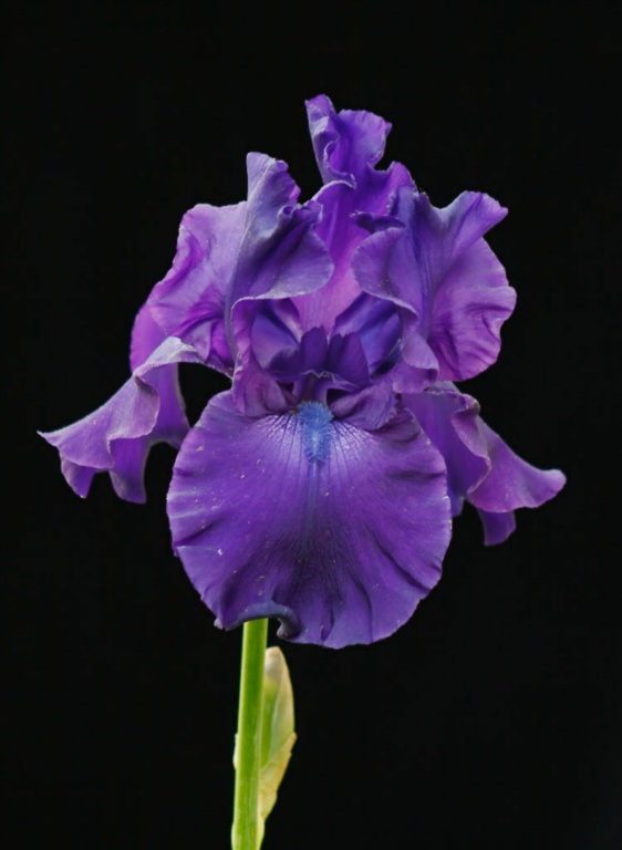 Purple Flower on Black